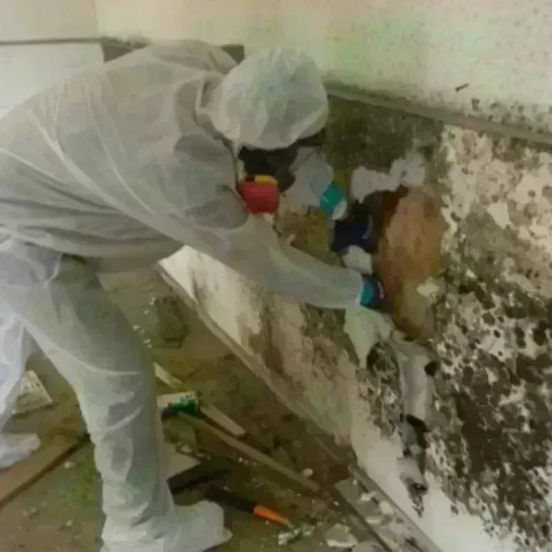 Mold Remediation and Removal in Tarrytown, NY